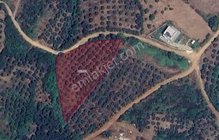 Balıkesir Bandırma Sunullah Mah. 3.283 M2 Satılık Zeytinlik Yatırımlık
