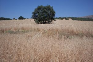 Acil İhtiyaçtan Mandıraya Uygun 10 Dönüm Müstakil Tek Tapulu.
