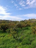 Karaburun Salman'da 1915 M2 / 75 Ağaçlı Satılık Mandalina Bahçesi!