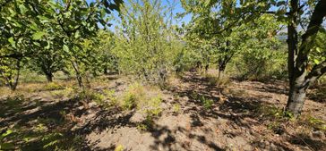 Dialog Sun Satılık İnegöl Edebey Meyve Bahçesi 1.375m²