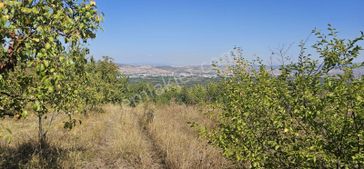 Dialog Sun Satılık İnegöl Edebey Meyve Bahçesi 1.375m²