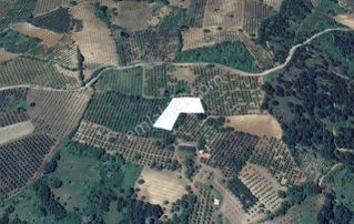 Dialog Sun Satılık İnegöl İsaören Mah. Şeftali Bahçesi 2.320m²