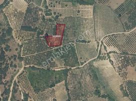 Dialog Sun Satılık İnegöl İsaören Mah. Şeftali Bahçesi 2.320m²