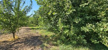 Dialog Sun Satılık İnegöl Yenicköy Mah. 2700m² Yola Cephe Tarla