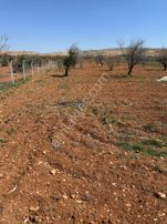 🌿 İmara Yakın – Zeytinlik Arazi Fırsatı! 8036 M² – Yola Sıfır – Yatırımlık Parsel