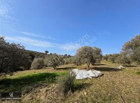 Torbalı Yazıbaşı İstiklal'de Satılık Müstakil Tapulu Tarla