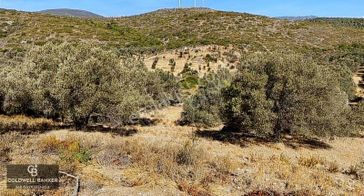 Karaburun Mordoğan Satılık Zeytinli Tarla