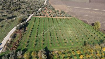 İzmir Çakaltepede 10.540 M2 Tektapu Asfalt Cephe 200 Zeytin 200 Ceviz Ağaçlı Yatırımlık Arazi