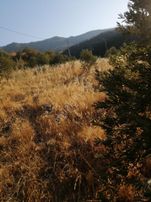 İsmail Yıldırım Emlak'tan Demrek'te Tek Tapu 8.753 M2 Tarla