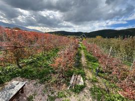 Gürsu Kazıklı Köyünde Satılık Verimli Armut Bahçesi