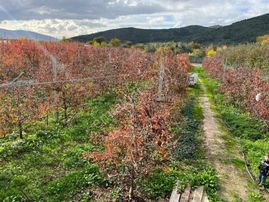 Gürsu Kazıklı Köyünde Satılık Verimli Armut Bahçesi