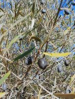 Saruhanlı Sarısığırlı'da Satılık Tek Tapu Zeytinlik