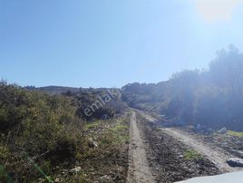 Saruhanlı Sarısığırlı'da Satılık Tek Tapu Zeytinlik