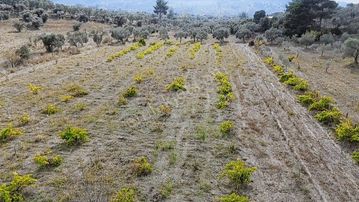 Kemalpaşa Gökyakada Doğayla İç İçe,erişimi Kolay Zeytinli Tarla