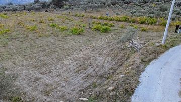 Kemalpaşa Gökyakada Doğayla İç İçe,erişimi Kolay Zeytinli Tarla