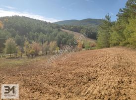 Sakarya Geyve 2857m2 Asfalta Cephe Karışık Meyve Bahçesi Fırsat