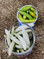 Kuzca Köyü Keleste Herşeyi Hazır Çiftlik Ve Arsası Kurulu Düzen
