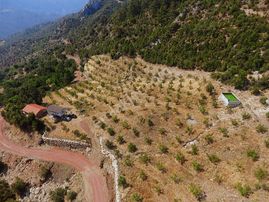 Kuzca Köyü Keleste Herşeyi Hazır Çiftlik Ve Arsası Kurulu Düzen