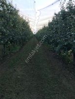 Samanlı'da Fırsat Tek Tapu 5 Dönüm Elektrik Önünde