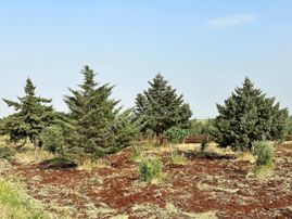 Bozcada Mükemmel Konumda İster Bağevlik İster Yatırımlık Zeytin