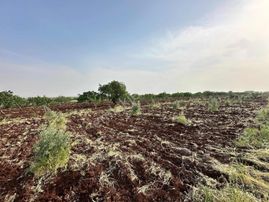 Bozcada Mükemmel Konumda İster Bağevlik İster Yatırımlık Zeytin