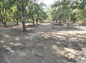 Tek Tapu 1700mt Armut Bahcesi