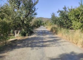 Tek Tapu 1700mt Armut Bahcesi