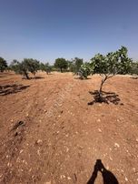 Zeytinlide Bağrvlerinin İçinde Fıstık Ve Zeytin Bahçesi