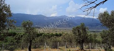 Kızılkeçili Köyünde Etrafı Telle Çevrili Köşe Parsel Zeytinlik