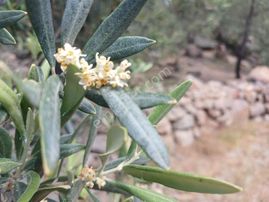 Eu Gayrimenkul'den Çanakkale Kocaköy'de Toplamda 2085 Metrekare Asfalta Cephe Zeytinlik 2 Adet Tapu