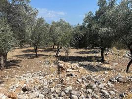 Seydikemer İlçesi , Köyiçi İmarlı Tarla Ev