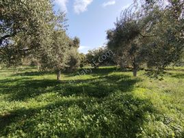 Mükemmel Bir Harika İncir Ve Zeytin Bahçesi