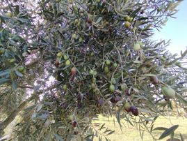 Yüksek Getirisi Olan Zeytin Ve İncir Bahçesi