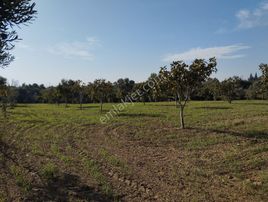 Yüksek Getirisi Olan Zeytin Ve İncir Bahçesi