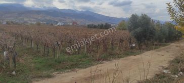Sahibinden 5.5 Dönüm Yüksek Verimli Satılık Bağ