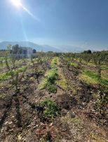 Ören Limoncuk Sokakta Tek Tapu Satılık Kayısı Bahçesi !!!