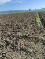 Menderes Tekelide 6 Dönüm Yatırımlık Arazi.