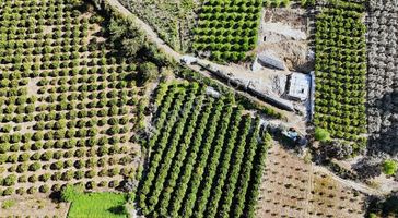 07 Truva Emlak'tan Kumluca Adresan Da Satılık Portakal Bahçesi