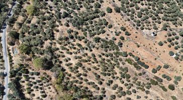 07 Truva Emlaktan Aydın Karacasu İlçesinde Satılık Zeytinlik
