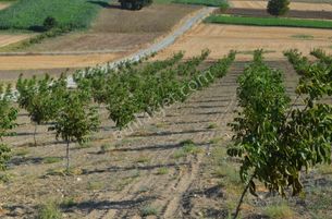 Akev'den Yenişehir Mahmudiye'de Yola 200 M Cepheli Ceviz Tarlası