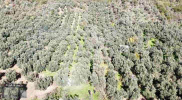Kaymakobada 295 M2 Satılık Zeytinlik