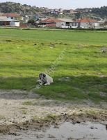 Foça Gerenköyde 1180 M2 Kupon Bahçe Satılıktır