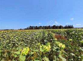 Mrm Gayrimenkul'den Satılık Çakılı Tarlalar