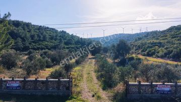 Urla Nohutalan Köyünde Yatırımlık Zeytin Ağaçlı Tarla