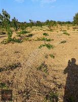 Şarköy Hoşköy De Satılık Tarla