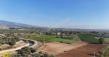 Turpa'dan Musalar Yeniköyde Satılık Verimli Arazi