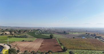 Turpa'dan Musalar Yeniköyde Satılık Verimli Arazi
