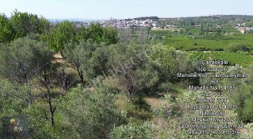 Lapseki Merkez Dibinde - Suyu Ve Ağaçları Olan Fırsat Bağ