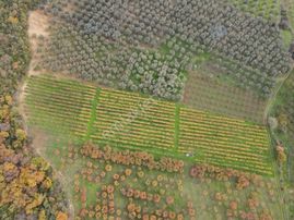 Mef Gyd'den İznik Yürükler'de 8.211m² Alanlı Satılık Üzüm Bağı !