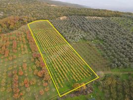 Mef Gyd'den İznik Yürükler'de 8.211m² Alanlı Satılık Üzüm Bağı !
